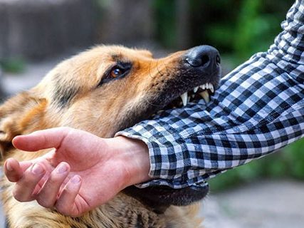 Rabies-vaccine-and-imunoglobulin-human-rabies-immunoglobulin-in-bali