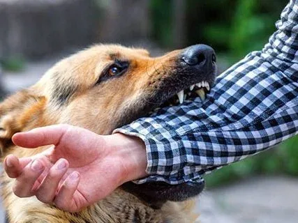 Human Rabies Immunoglobulin in Bali: Stay Protected with Sanmed Medical Serum Anti-Rabies 3 Rabies-vaccine-and-imunoglobulin-human-rabies-immunoglobulin-in-bali