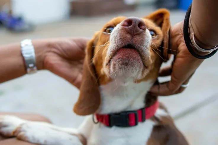 Rabies Vaccine Bali – Immediate Treatment for Dog, Cat or Monkey Bite in Bali 12 rabies-vaccine-bali