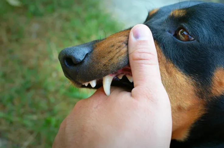 Rabies Immunoglobulin Bali – Essential Emergency Treatment After Dog Bites, Monkey Bites, and Animal Exposure 2 vicious dog showing teeth biting hand 11zon - Rabies Immunoglobulin Bali