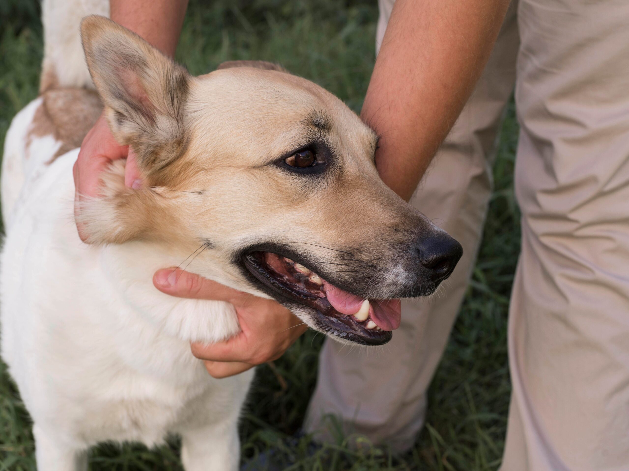 Animal Bite Treatment Bali – Professional Medical Care for Dog, Monkey, Cat, and Other Animal Bites 3 animal-bite-treatment-bali