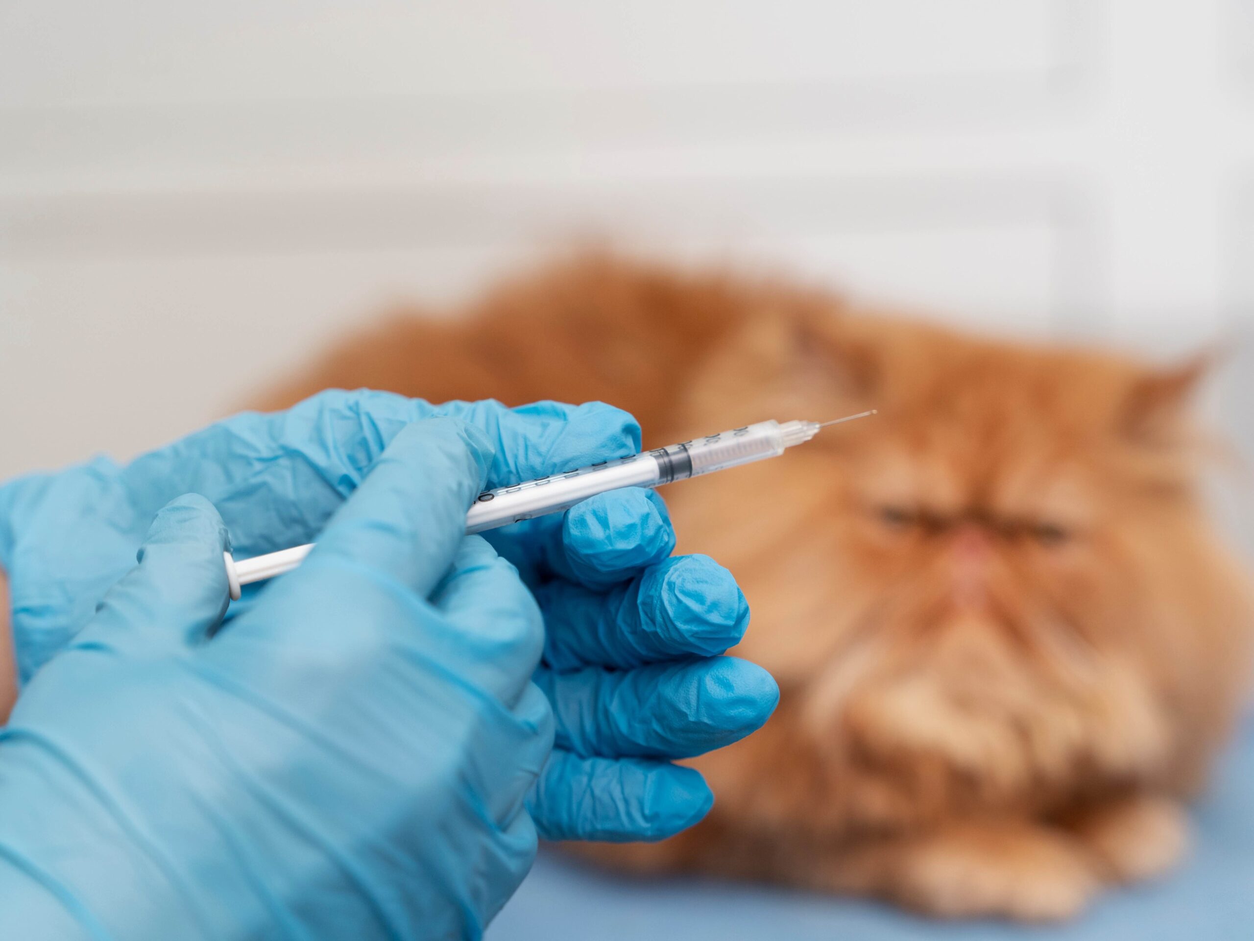 Rabies Shot Bali – Professional Rabies Vaccination After an Animal Bite or Scratch 3 rabies-shot-bali